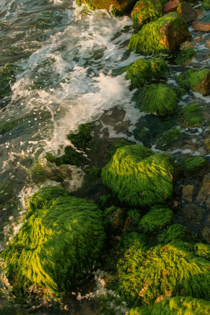 Ocean Ingredients Organic skincare brands